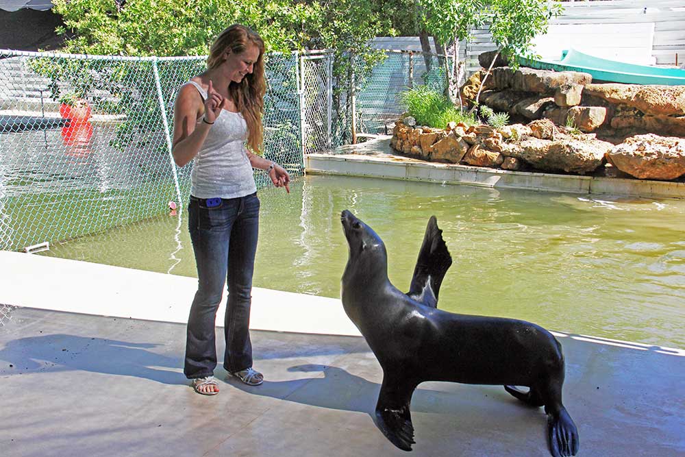 Meet the Sea Lion