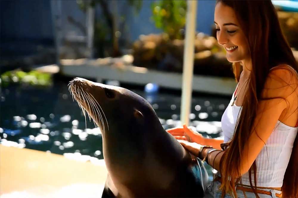 Meet the Sea Lion