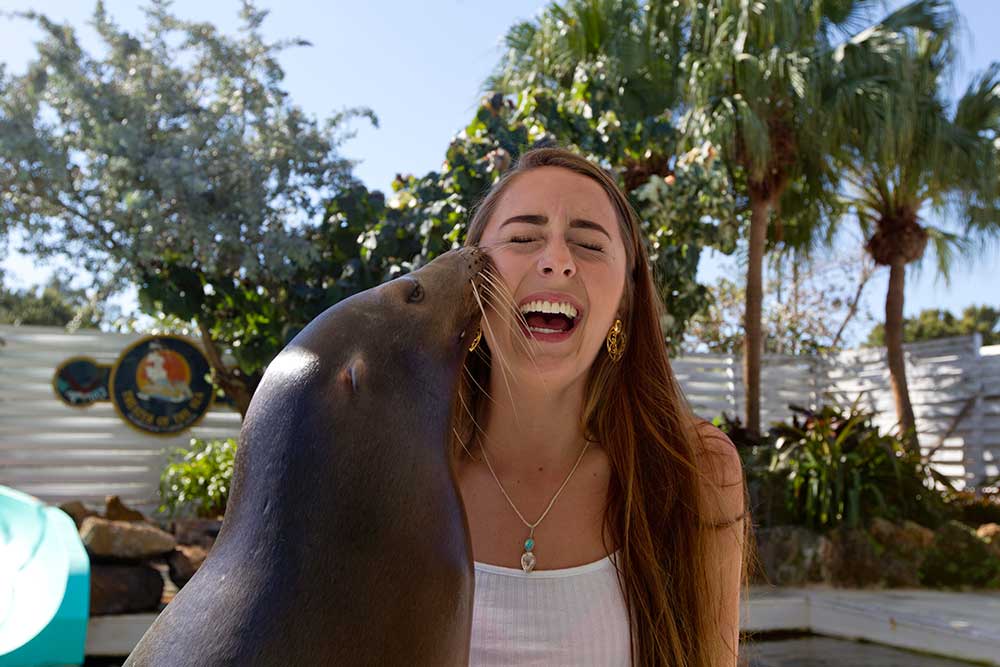 Meet the Sea Lion