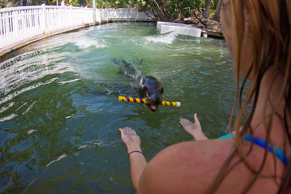 Swim with the Sea Lion