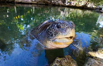 Meet the Sea Turtle