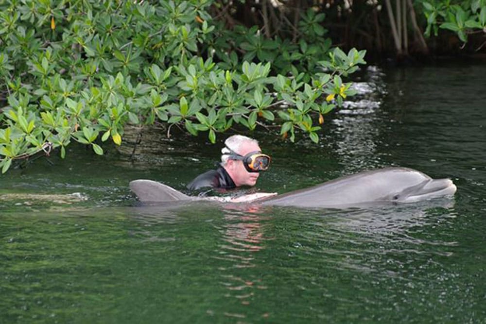 Swim with the Dolphin