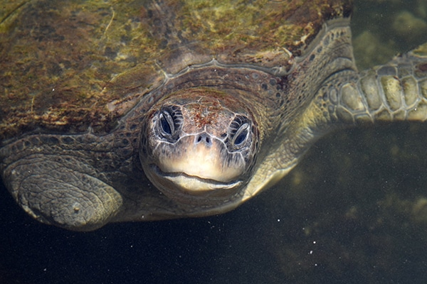 Aphrodite