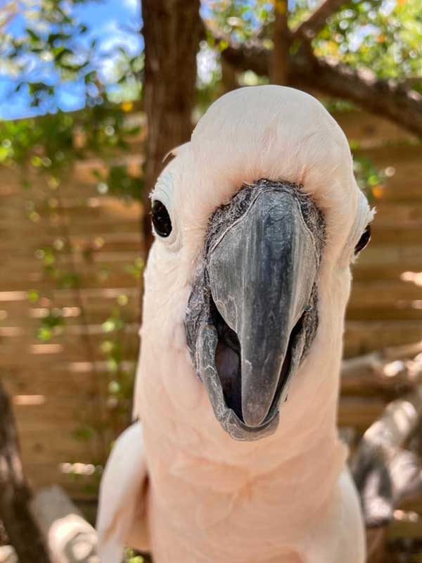Birdie