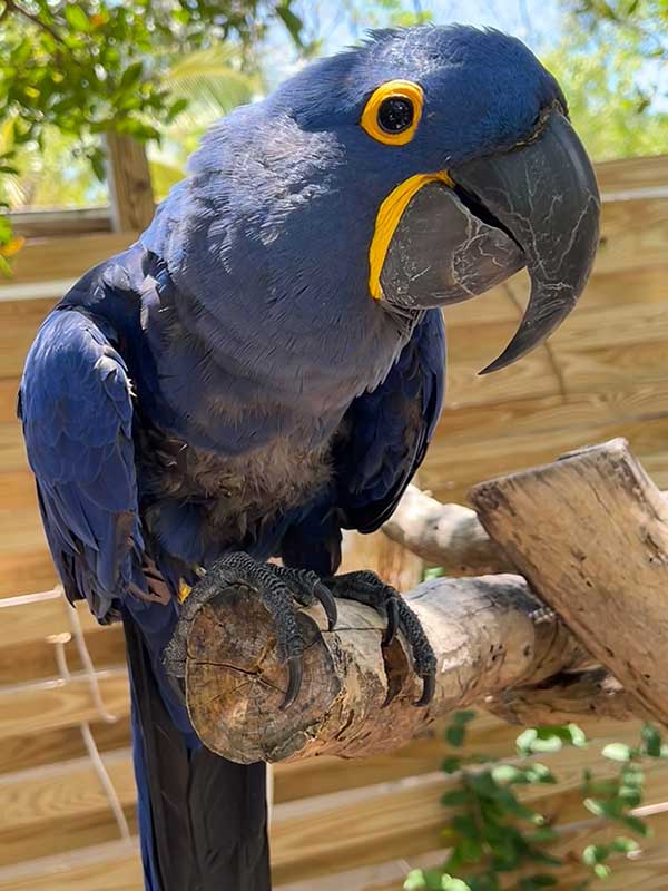 Indigo