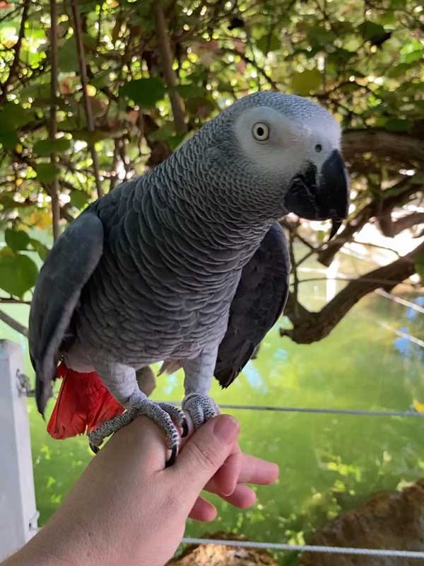 Mango