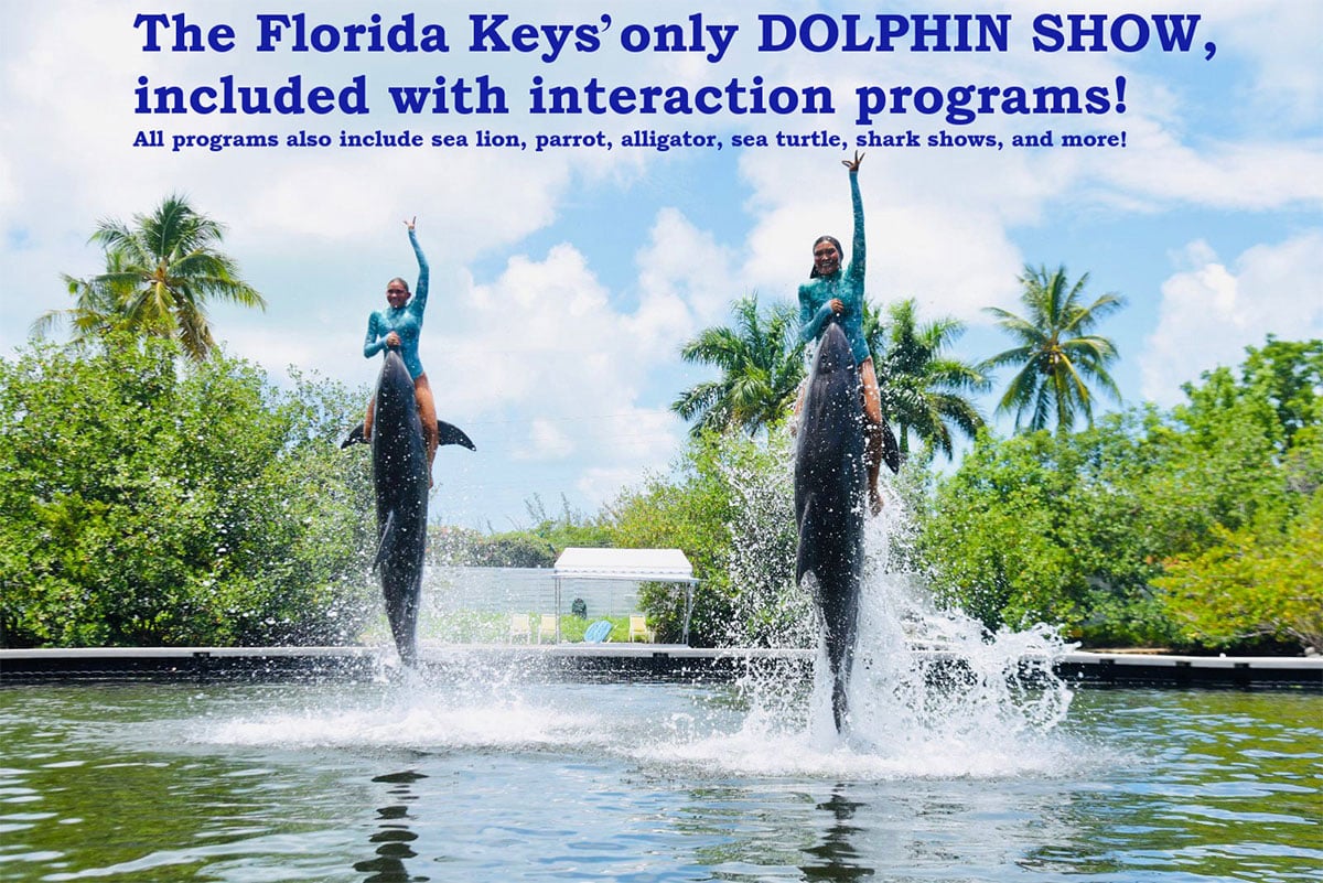 The Florida Keys' only Dolphin Show included with interaction programs. All program also include sea lion, parrot, alligator, sea turtle, shark shows, and more!