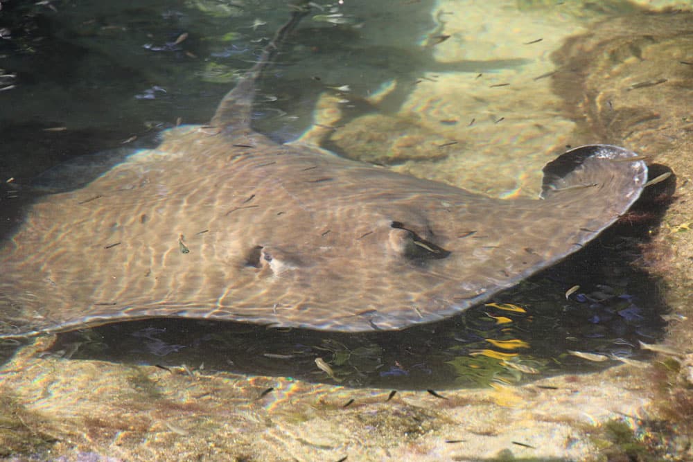 Swim with the Rays
