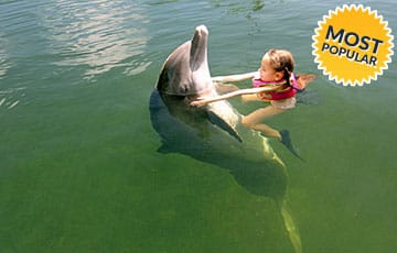 Swim with the Dolphin
